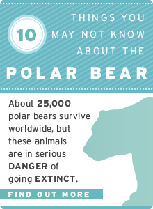 10 Polar Bear Facts